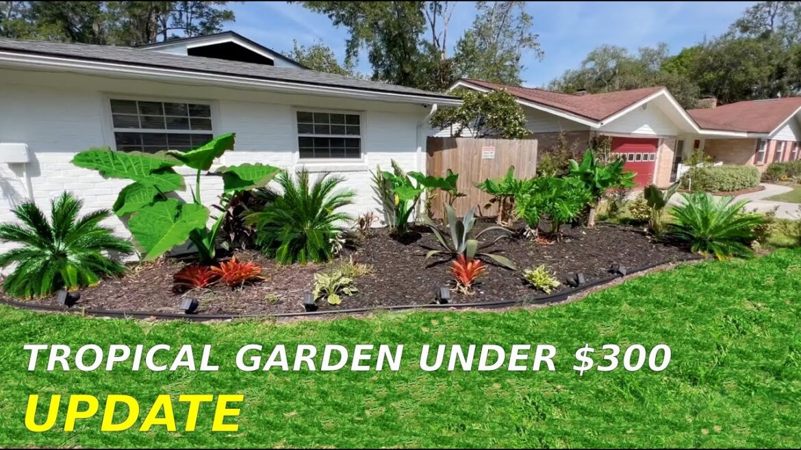UPDATE on our Tropical Small Tropical Garden under $300 Florida, Zone 9B UPDATE on our Tropical Small Tropical Garden under $300 Florida, Zone 9B