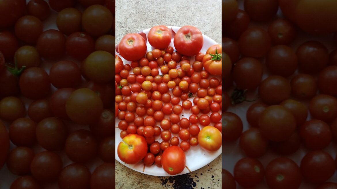 My Gardening Experience in Bangalore#terracegarden