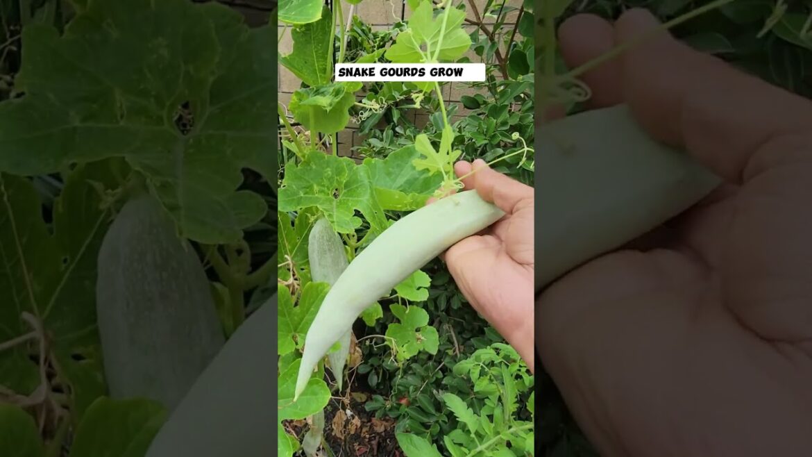 Harvesting Snake Gourds
