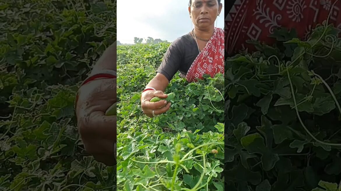 Early morning harvest of Ivy Gourd (Kundru/Tindora)- soothing sight for the eyes. #shorts
