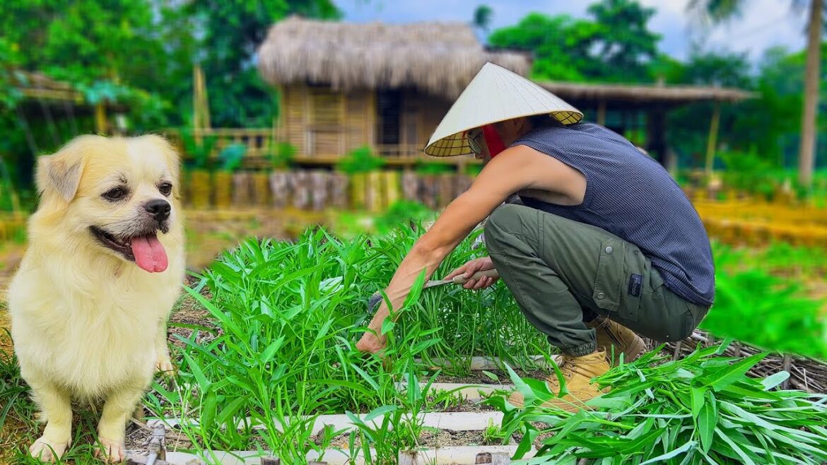 10 Days to Build a Vegetable Garden - day 02 gardening,harvesting vegetable