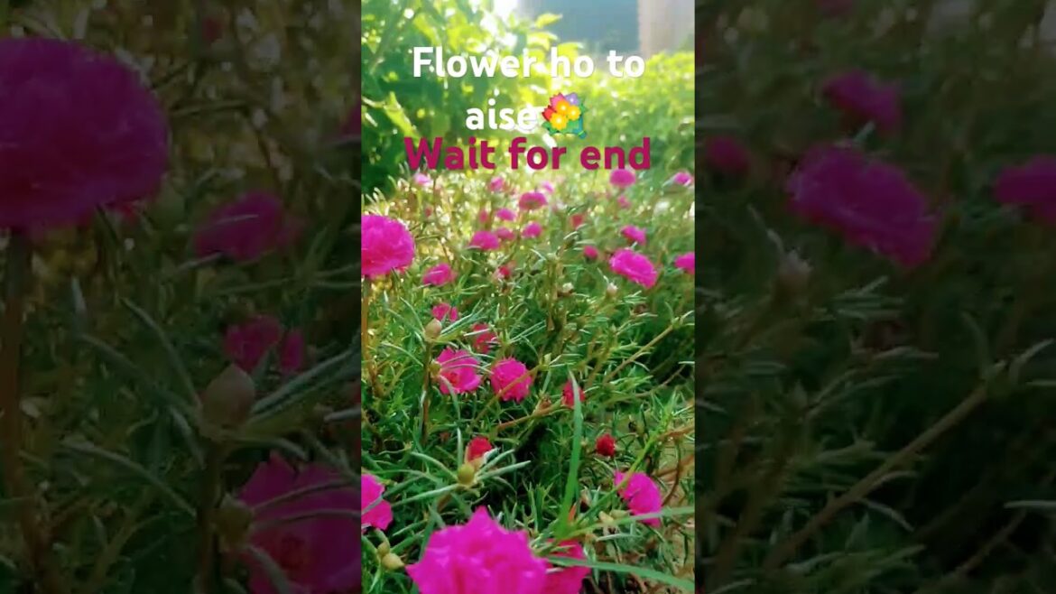 🌺🌸🥰Beautiful flowers plant #flowers #flowersvideo #garden #music #gardening #rose #plant 🌺🌸🥰Beautiful flowers plant #flowers #flowersvideo #garden #music #gardening #rose #plant