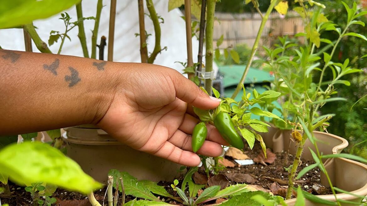Garden Tower 2 Vertical Garden Update Container Gardening | Homestead Garden | Vertical Garden Ideas