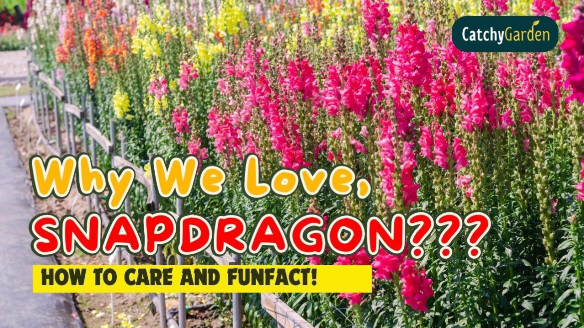 β€οΈοΈ The SECRET Behind Why We LOVE Snapdragon! πΈπΏπ Why Love SNAPDRAGON? // Gardening Ideas β€οΈοΈ The SECRET Behind Why We LOVE Snapdragon! πΈπΏπ Why Love SNAPDRAGON? // Gardening Ideas