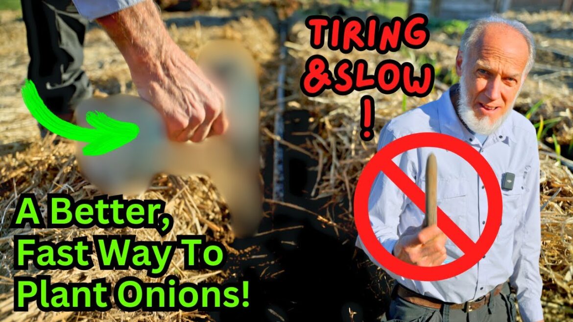 Watch This Before Planting Onions! World Record Gardener’s Complete Onion Planting Tutorial Watch This Before Planting Onions! World Record Gardener's Complete Onion Planting Tutorial