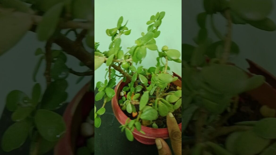 Jade plant care #plants#gardening #succlents #shorts#shortsfeed