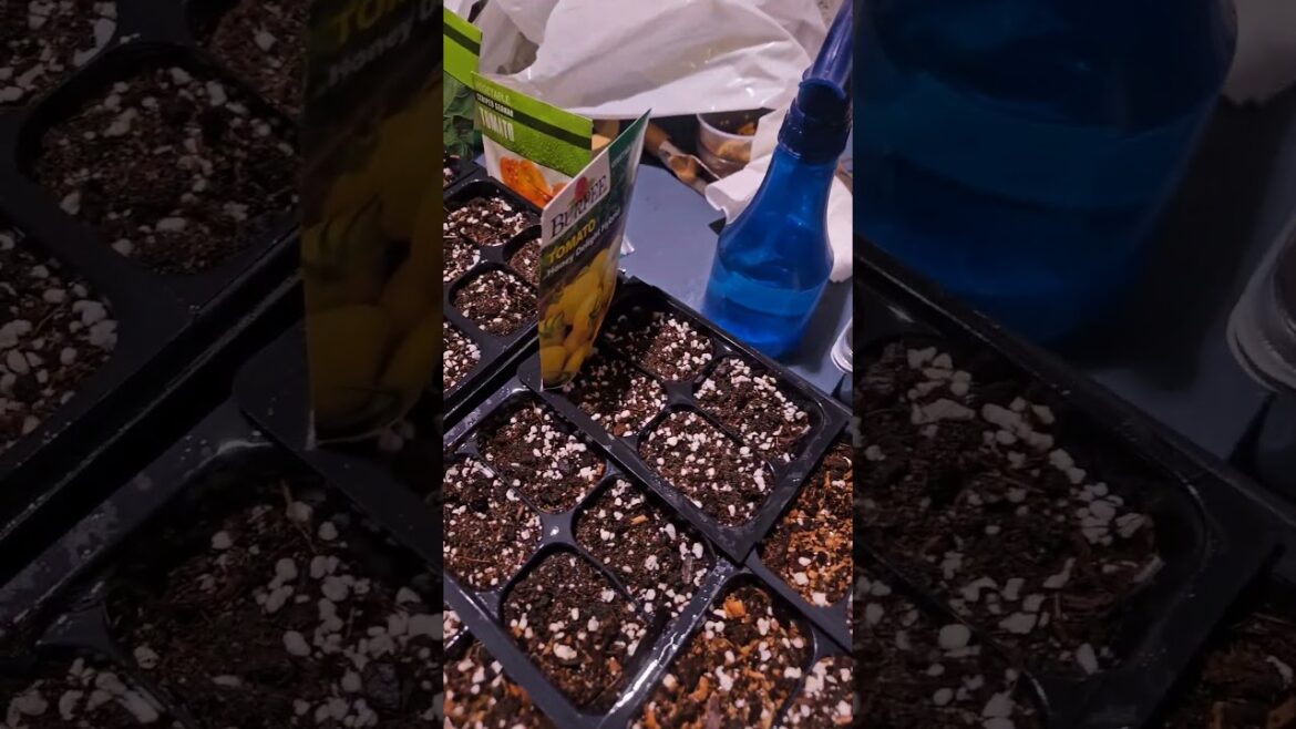 All Seeds Started #seedplanting #gardening All Seeds Started #seedplanting #gardening