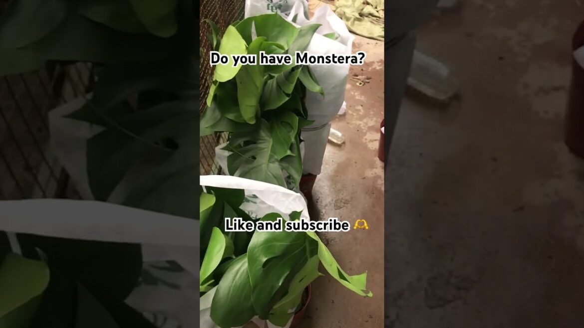 Monstera Deliciosa! Dispatched 🫡#gardener #urbangardening #gardeningtips #monstera #monsteraplant
