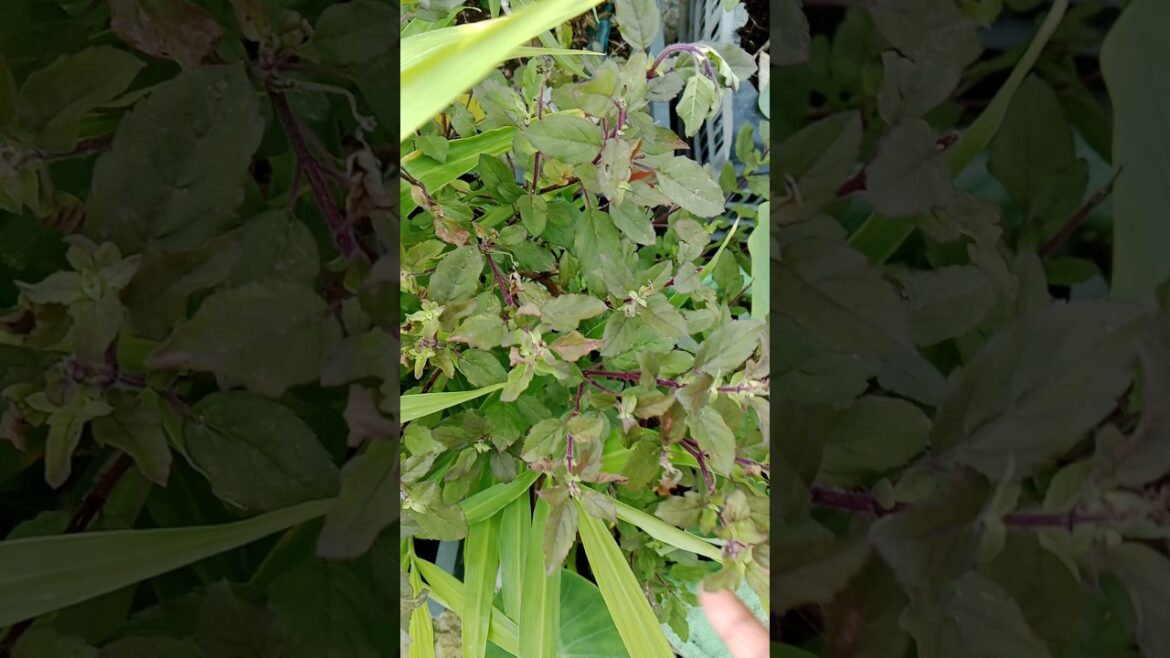 फ्री मे तुलसी कैसे लगाये#gardening #tulsi#shorts#viralshorts फ्री मे तुलसी कैसे लगाये#gardening #tulsi#shorts#viralshorts