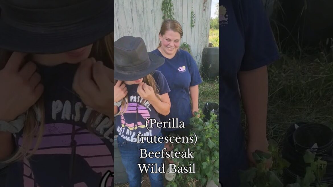 Edible but Not Delectable Wild Herb #wildherbs #invasivespecies #homesteading