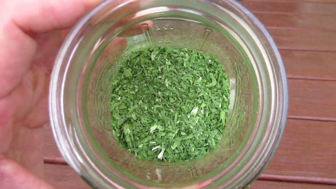 Making Onion Powder and Hand Pollinate Zucchini in the Container GARDEN Making Onion Powder and Hand Pollinate Zucchini in the Container GARDEN