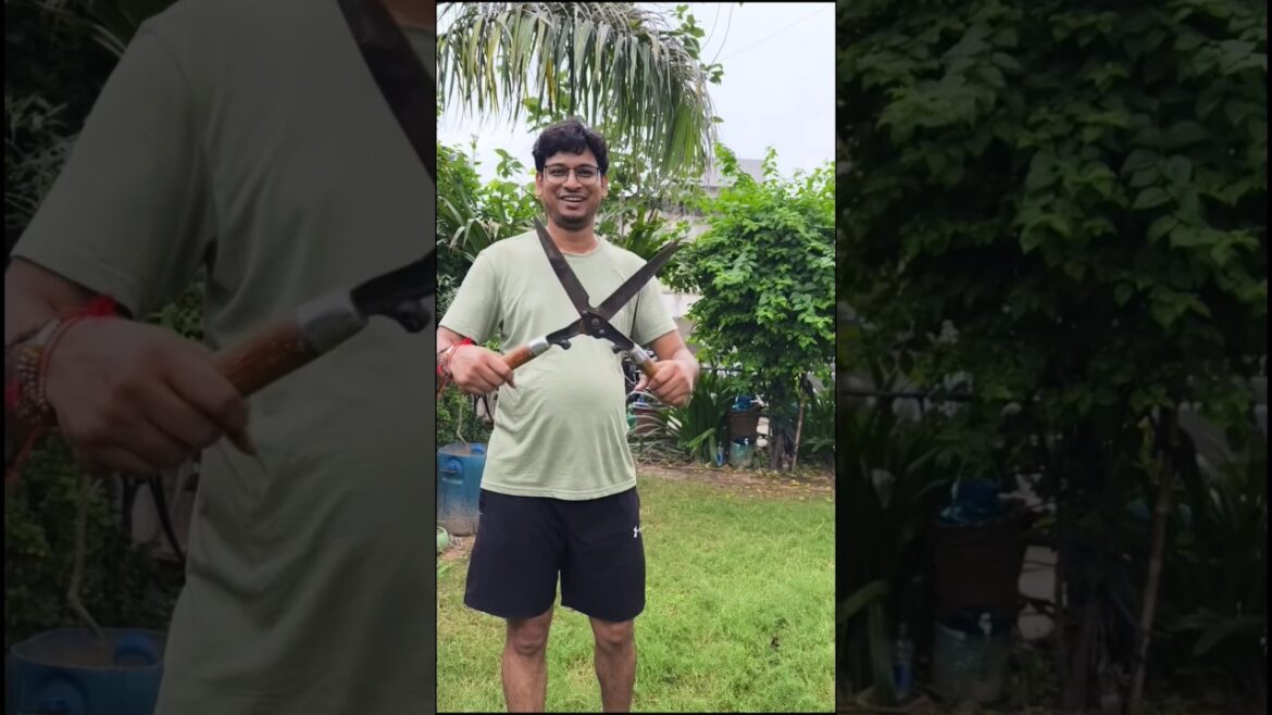 How To Prune Bougainvillea (Shaping Guide)