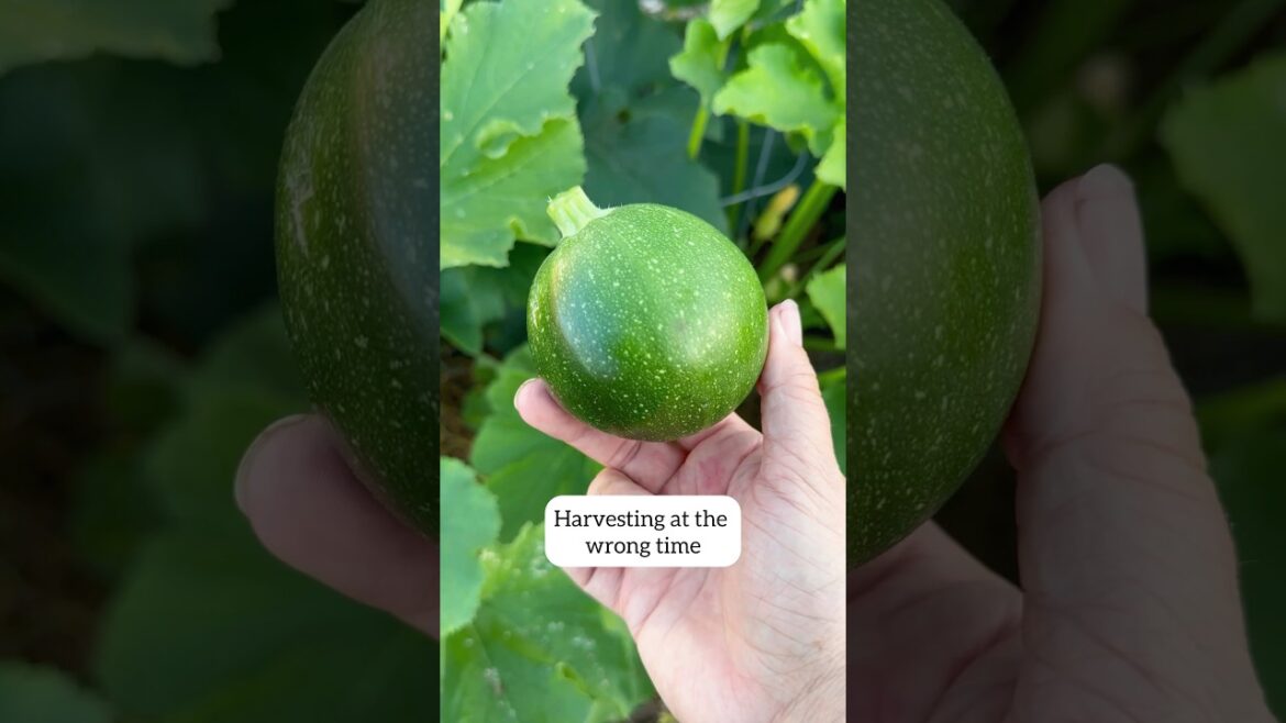 Don’t Make These Harvest Mistakes! #gardentips #harvest