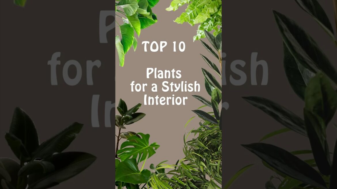 Home Makeover with Plants!