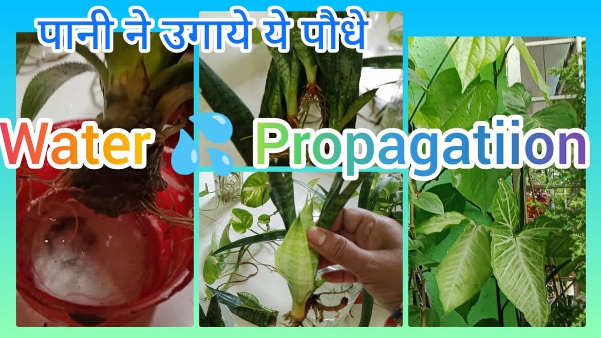 मैने पानी मे उगाये ये पौधे Grow plants in water 💦#gardening#plants#indoor plants मैने पानी मे उगाये ये पौधे Grow plants in water 💦#gardening#plants#indoor plants