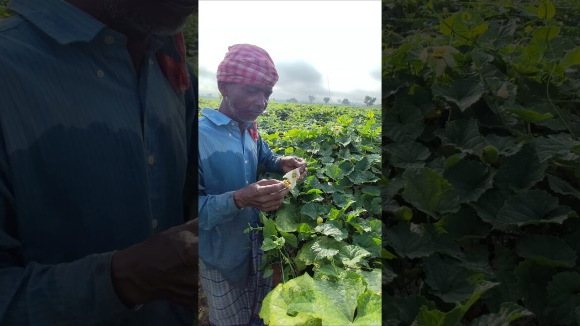 Amazing Hand Pollination of Spiny Gourd #shorts