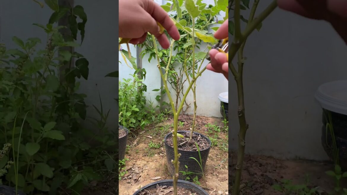 Daily life gardener by meimei / tips for growing/ enjoy with organic vegetable #shorts #gardening