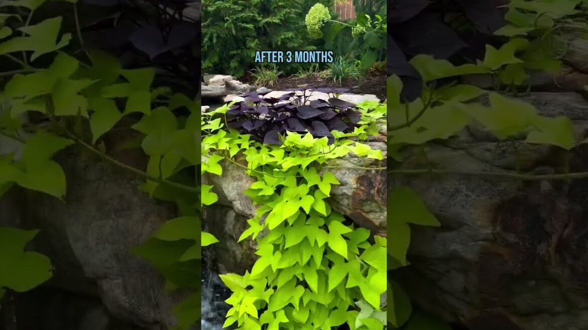 Plant Growth Update! #shorts