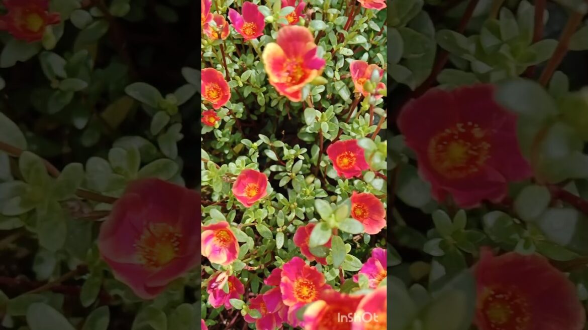 Gardening design in our terrace garden 🏡#shorts #gardening #floweringplant #yt Gardening design in our terrace garden 🏡#shorts #gardening #floweringplant #yt