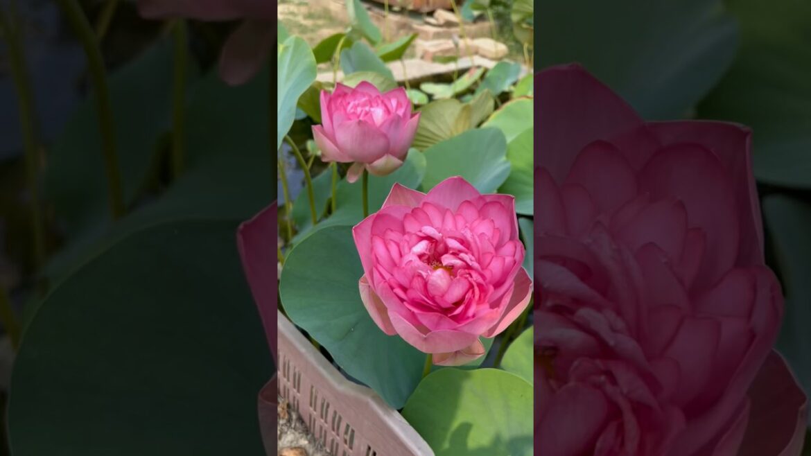 Grow Lotus in container #gardeningaesthetics #gardenbeauty #gardenstyle #gardening #gardenglory