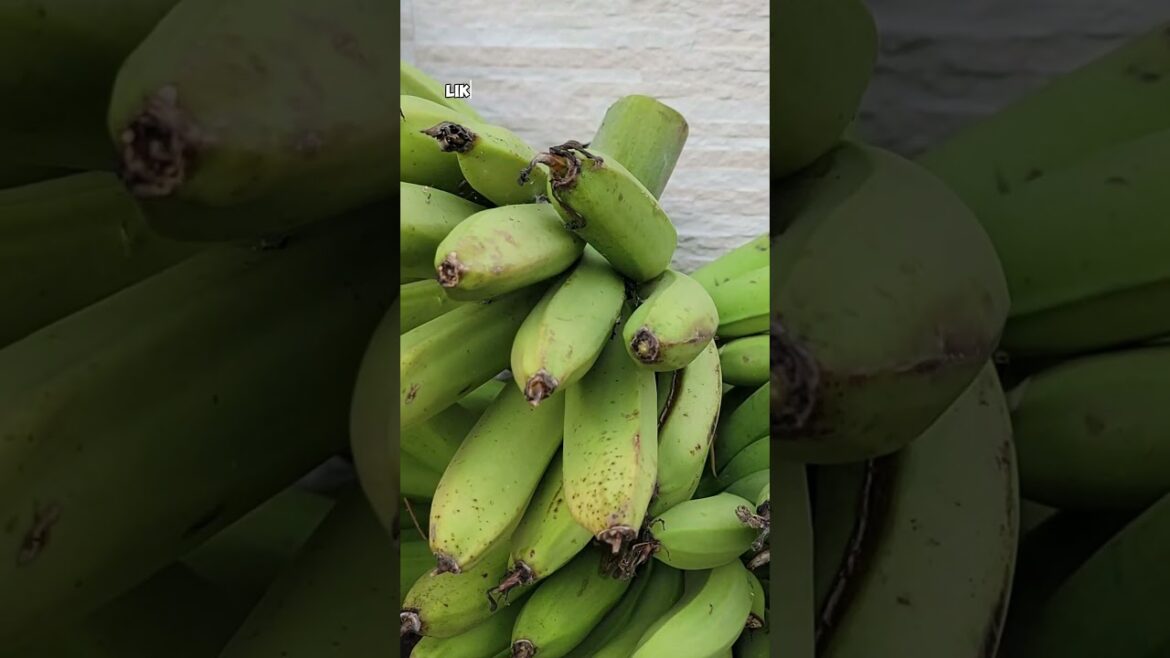 California Gardening: How to Grow Good-Sized Bananas: Garden Tips for a Fruitful Harvest! How to Grow Good-Sized Bananas: Garden Tips for a Fruitful Harvest!