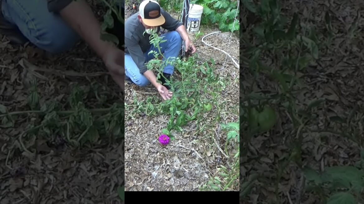 What is no rules gardening #garden #growyourownfood #gardening What is no rules gardening #garden #growyourownfood #gardening