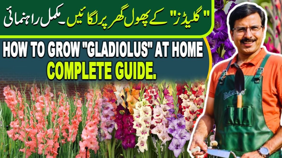 How to grow "GLADIOLUS" at home. Complete Guide | Gardening With Javed Iqbal