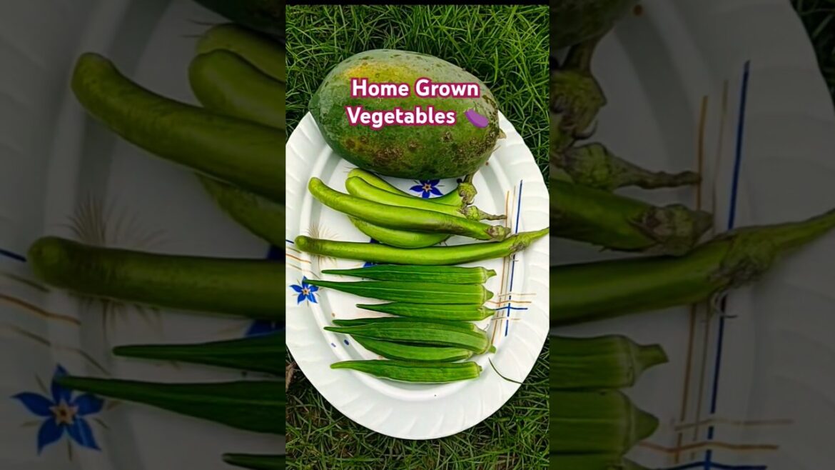 Organic Vegetables harvesting ❤️‍🩹🍆Hasina's Home Garden#organicvegetables#gardening#shorts#videos