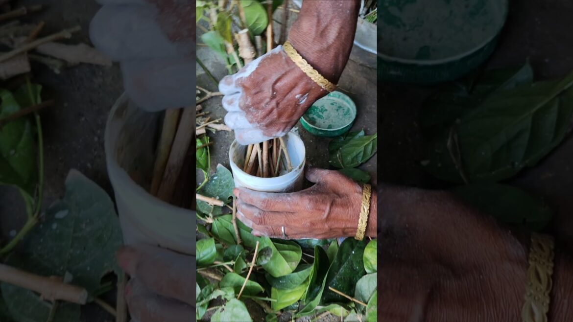 Jasmine Propagation #shorts Jasmine Propagation #shorts