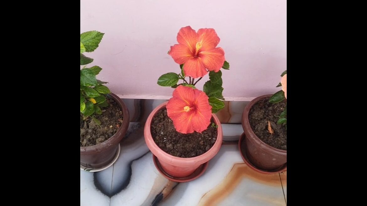 ऐसे जान सकते हैं कि आपके घर की एनर्जी 😧| #shortsfeed #shortvideo #foodshorts #flowers #yt