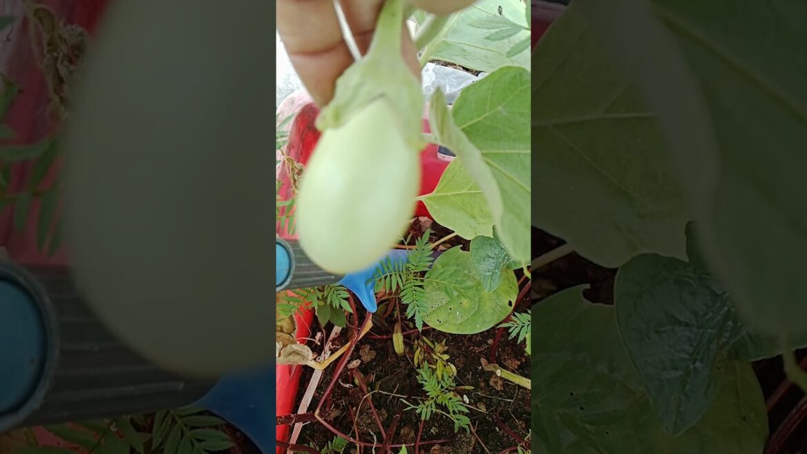 Garden में नये रंग का बैंगन लगा पहली बार #shorts #gardening #brinjal #viralshort Garden में नये रंग का बैंगन लगा पहली बार #shorts #gardening #brinjal #viralshort
