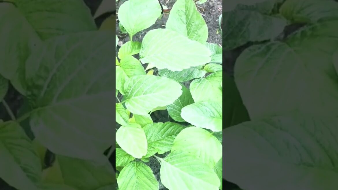 How to grow #callaloo in a pot ￼ gardening plants growyourownfood