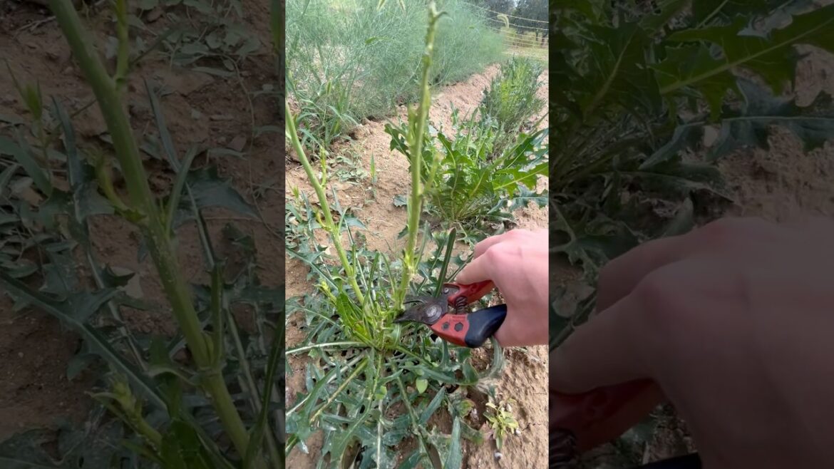 Do You Know this Type of Vegetable? 🌿 / the Plants in my Garden!
