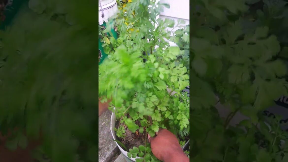 Coriander in my garden 🌿🌿🌿 #garden #gardening #myvegetablegarden