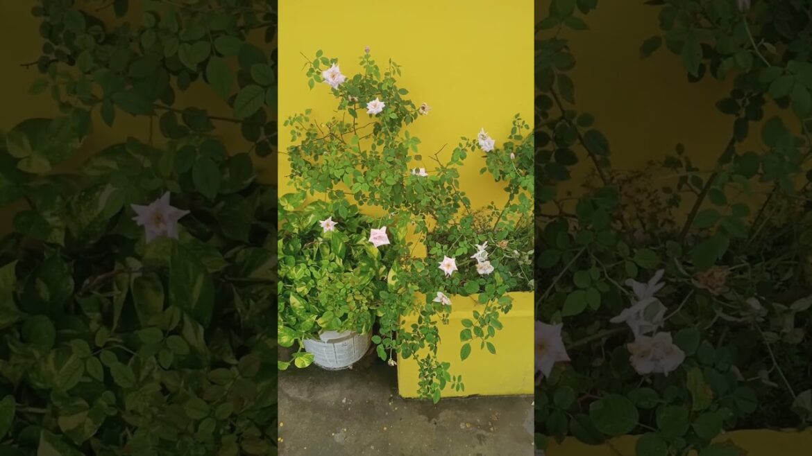 सफ़ेद बेलिया गुलाब | White vine rose #gardening #trending #viral #plants #shorts