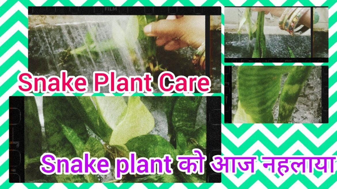 Snake plant care #स्नेक प्लांट की देखभाल कैसे करे#gardening#sansevieriar#indoorplants Snake plant care #स्नेक प्लांट की देखभाल कैसे करे#gardening#sansevieriar#indoorplants
