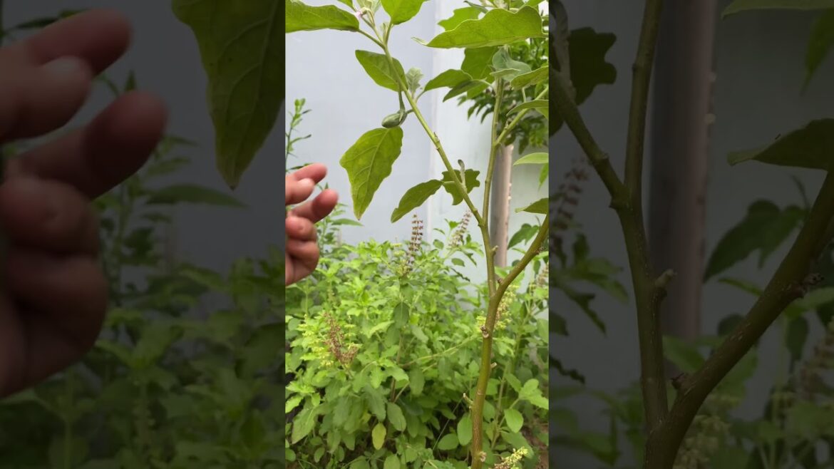 Daily life gardener by meimei / tips for growing/ enjoy with organic vegetable #shorts #gardening