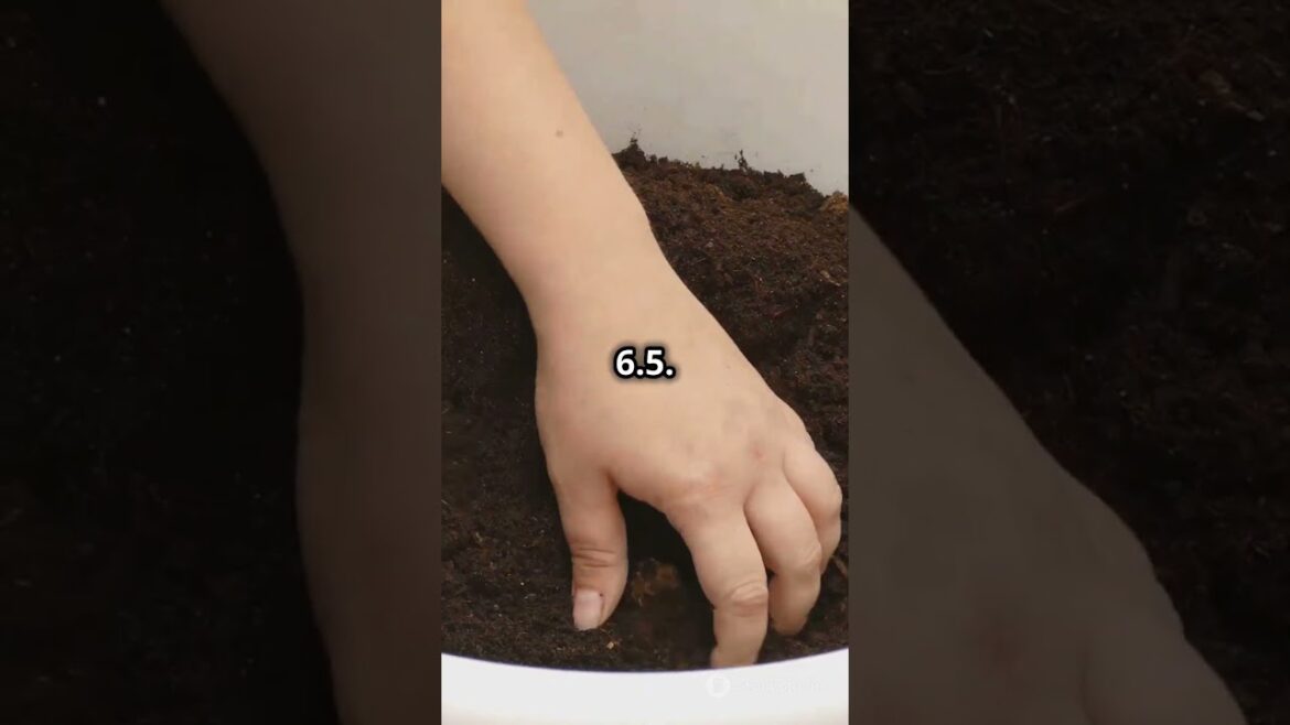 🌹 How to Grow Beautiful Roses at Home | Easy Gardening Tips & Tricks 🌹 #RoseGarden #HomeGardening