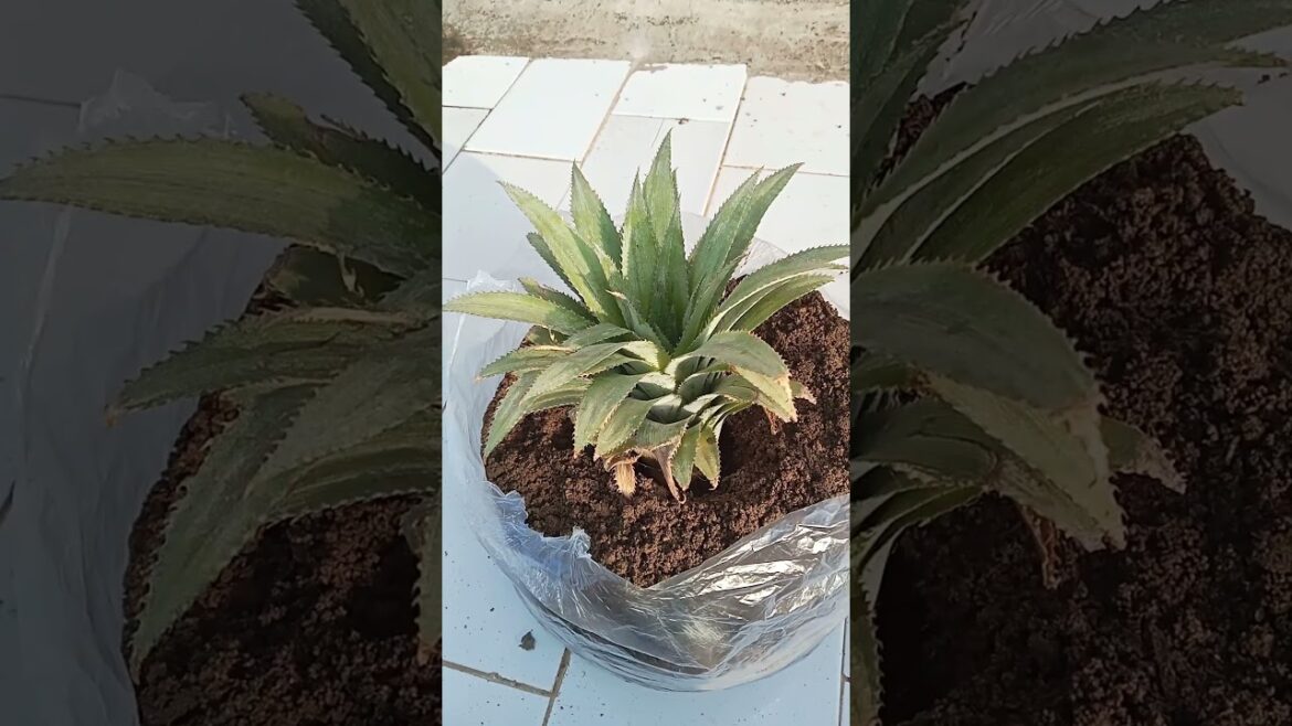 How to grow 🪴 pineapple 🍍at home#gardening#pineapple#garden#tips#grow#shorts#ytshorts@gardenfarm-q