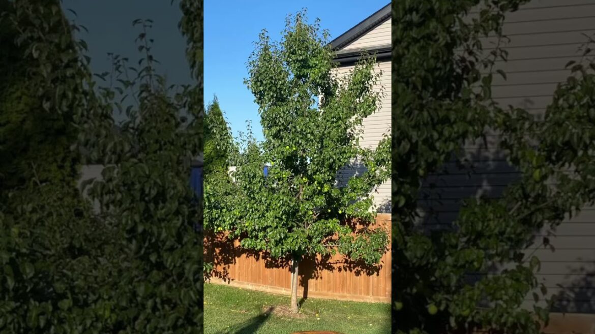 There is nothing better than September light on a pear tree full of fruit.