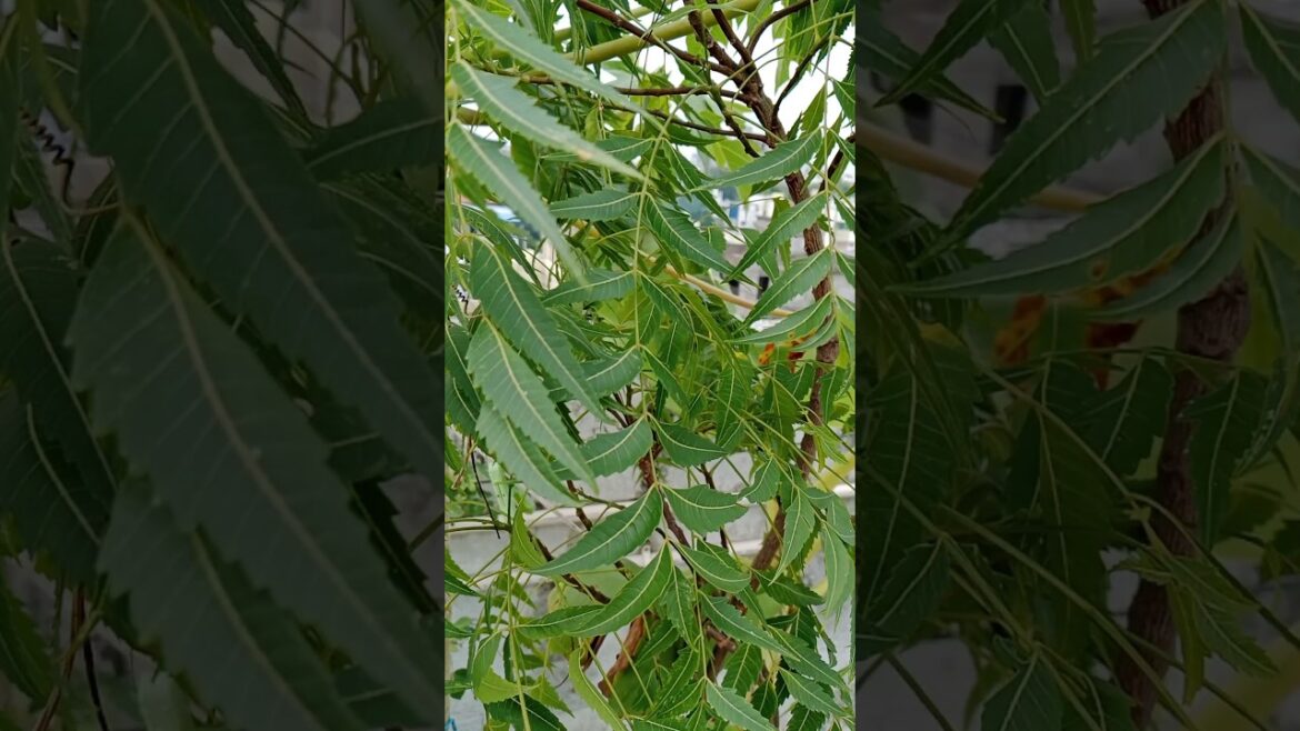 How To Grow Mosquito Repellent Plants #shorts#mosquito #garden#plants How To Grow Mosquito Repellent Plants #shorts#mosquito #garden#plants