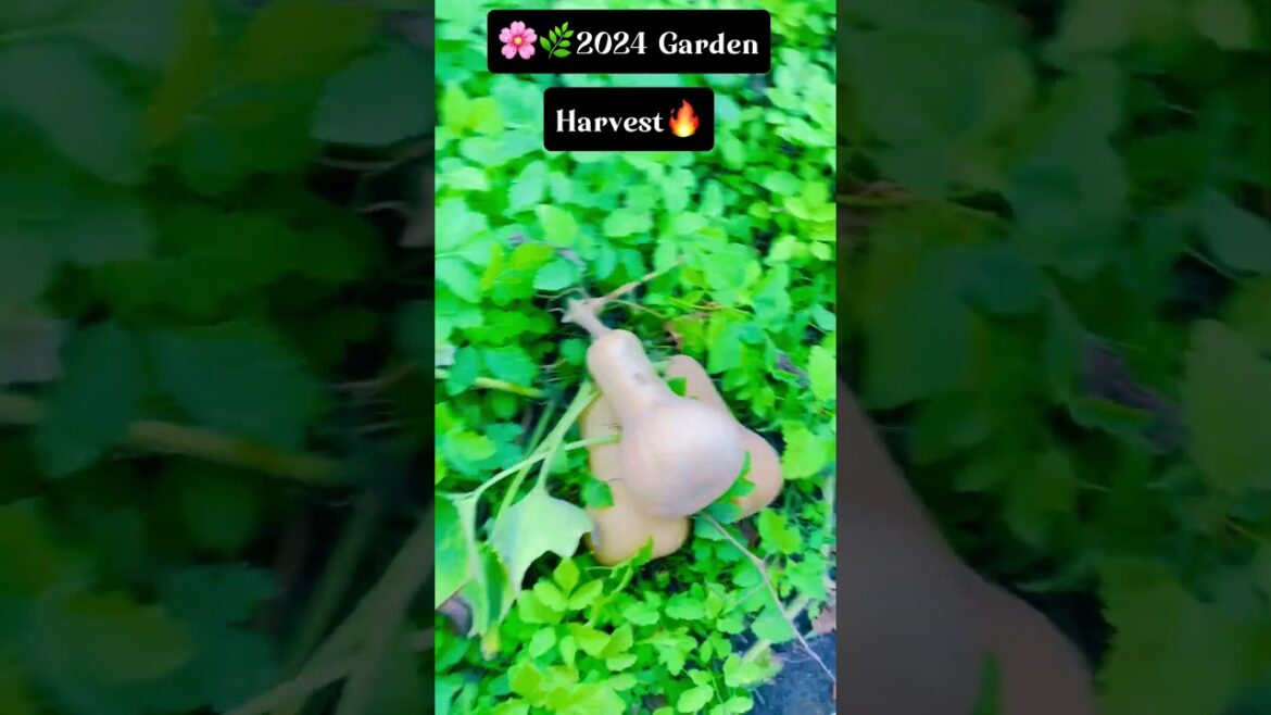 🌟Buffalo Garden Harvest🥭🌽🍓2024 #garden #harvest #gardening #trending #2024