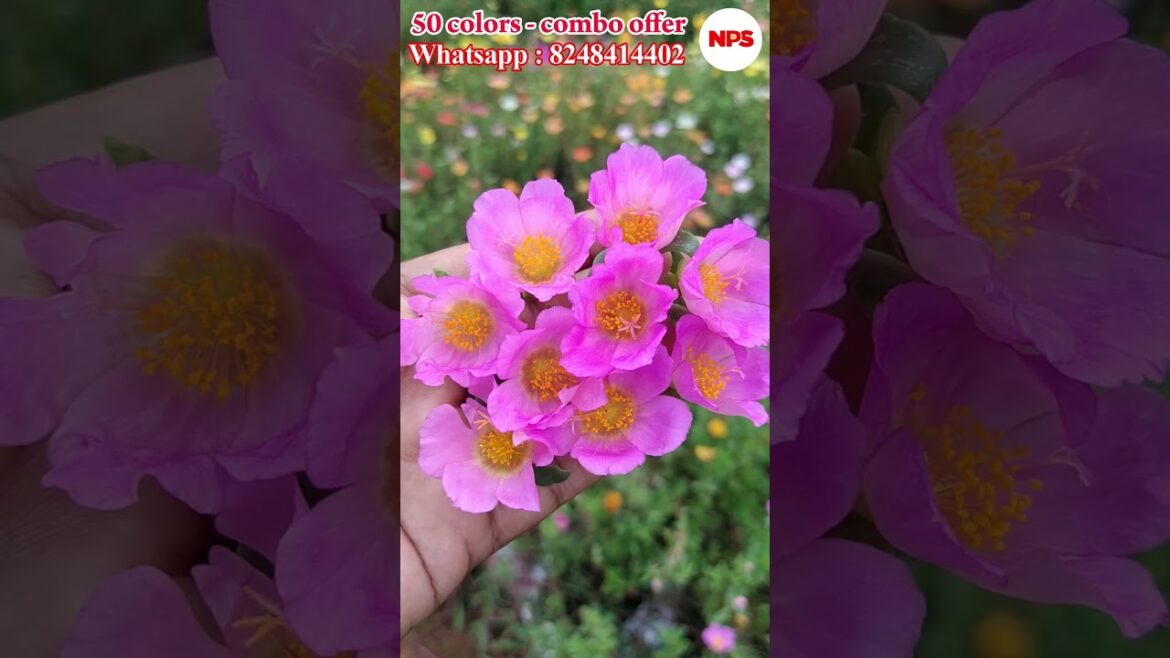 Purslane 50 colors - #Portulaca - Table Rose - #Pathumani Sales - Online Sale  WhatsApp : 8248414402