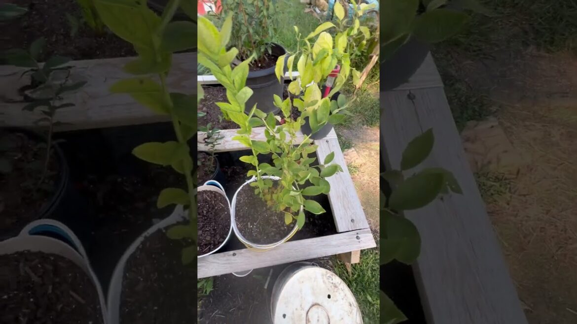 Them blue berry sister are tuff!#subscribe #garden #comedy #funny #love #loveyourplants