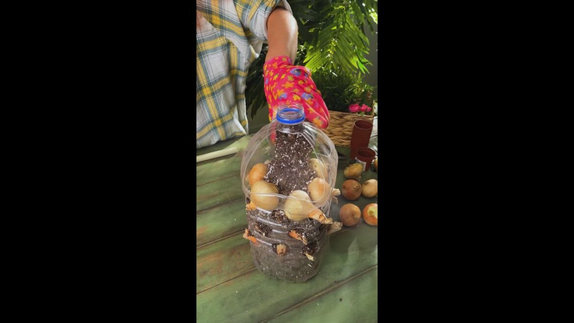 Indoor Garden hack with Onion and plastic bottle Indoor Garden hack with Onion and plastic bottle