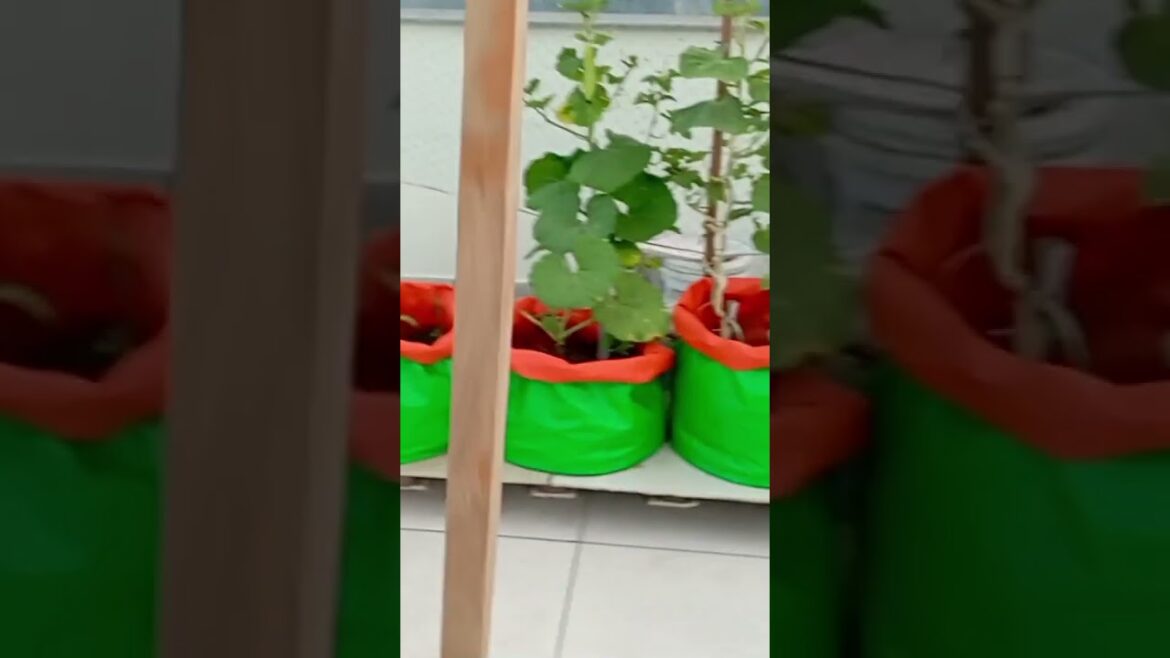 stand for creeper vegetables like ridge gourd bottle gourd pumpkin bitter gourd stand for creeper vegetables like ridge gourd bottle gourd pumpkin bitter gourd