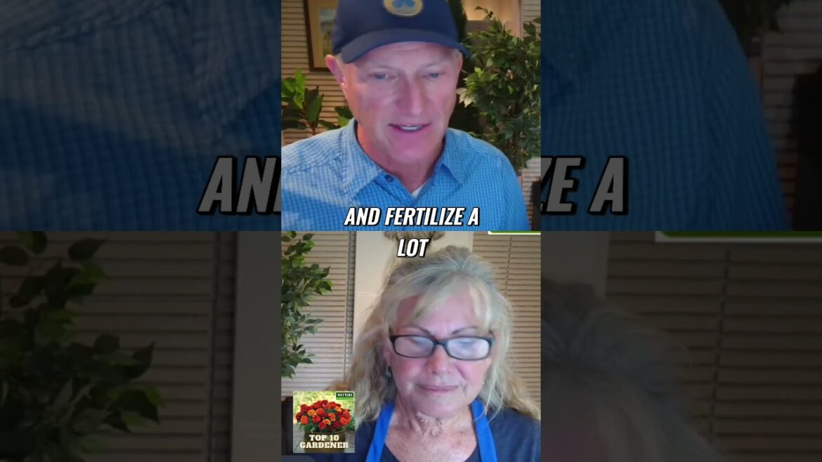 The Ultimate Guide to Fertilizing Pampas Grass