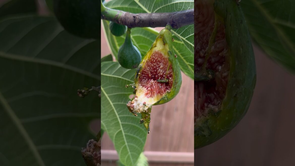 Squirrels Ate Some Of The Figs! #figs #gardening #desertking #growfood #shorts Squirrels Ate Some Of The Figs! #figs #gardening #desertking #growfood #shorts