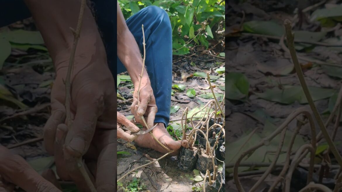 Mind-Blowing Grafting Technique You've Never Seen Before #shorts