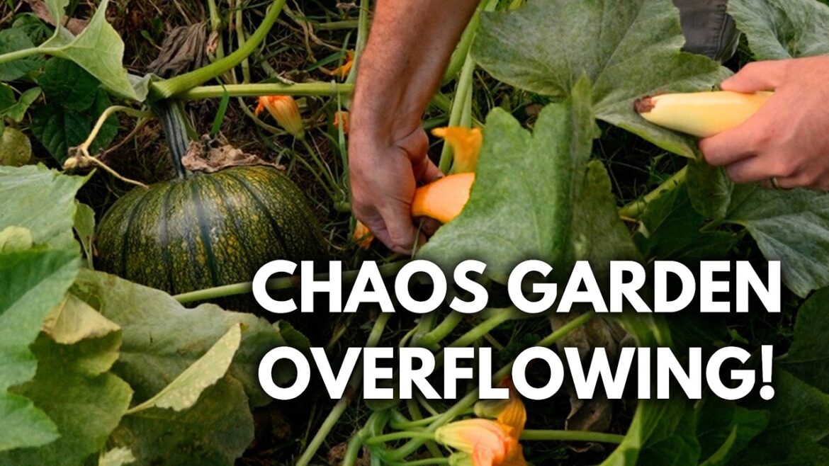MIgardener: We Tried Chaos Gardening and Were SHOCKED at The Results We Tried Chaos Gardening and Were SHOCKED at The Results